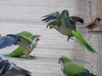 Parrot.jpg