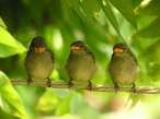 Birds.jpg