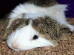 Guinea pig.jpg