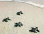 Turtles.jpg
