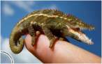 Tiny croc.jpg