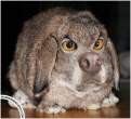 Wabbit.jpg