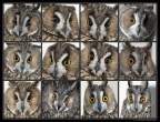 Owl.jpg
