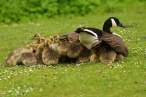 Ducks.jpg