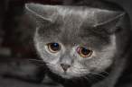 Sad kitty.jpg