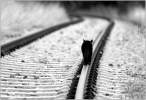 Rails.jpg