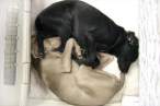 Ying yang.jpg