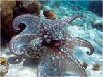 Octopussy.jpg