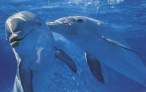 Dolphin.jpg