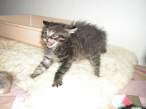 Cat.jpg