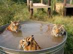 Tigers.jpg