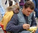 Monkey.jpg