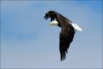 Eagle [18+].jpg