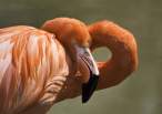 Flamingo.jpg