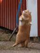 Fat kitty.jpg