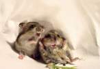 Rats.jpg
