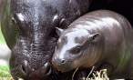 Baby hippo.jpg
