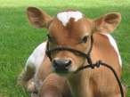 Tiny cow.jpg