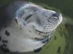 Seal.jpg