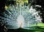 Peacock.jpg