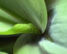 55042-blurry_green_2.jpg