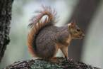 Squirell.jpg