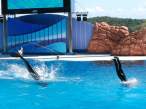 Dive.jpg