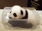 Baby panda.jpg