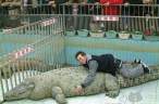 Crocodile.jpg