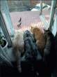 Kittens.jpg