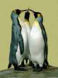 Penguins.jpg