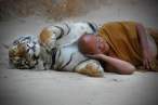 Tiger.jpg