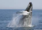 Whale.jpg