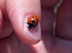 Lady bug.jpg
