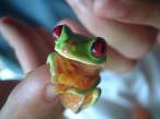 Frog.jpg