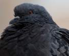 Pigeon.jpg