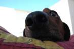 Sniff.jpg