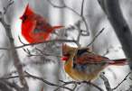 Birds.jpg