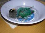Swiming parrot.jpg