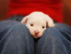 Tiny puppy.jpg