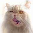 Kitty.jpg
