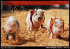 Pig race.jpg