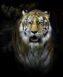 Tiger.jpg