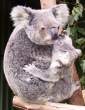 Koala.jpg