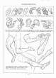(eBook - English) Andrew Loomis - Figure Drawing - For All It's Worth_Page_067_Image_0001.jpg
