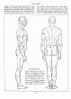 (eBook - English) Andrew Loomis - Figure Drawing - For All It's Worth_Page_070_Image_0001.jpg