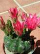 Gymnocalycium_baldianum2.jpg