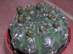 Gymnocalycium_baldianum_bt.jpg