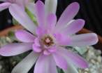 Gymnocalycium_damsii_rotundulum4.jpg