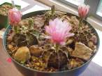 Gymnocalycium_friedrichii3.jpg
